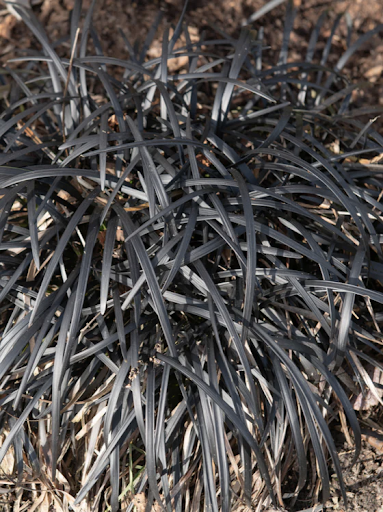 Add Color and Movement to Your Landscape with Ornamental Grasses