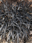 Add Color and Movement to Your Landscape with Ornamental Grasses