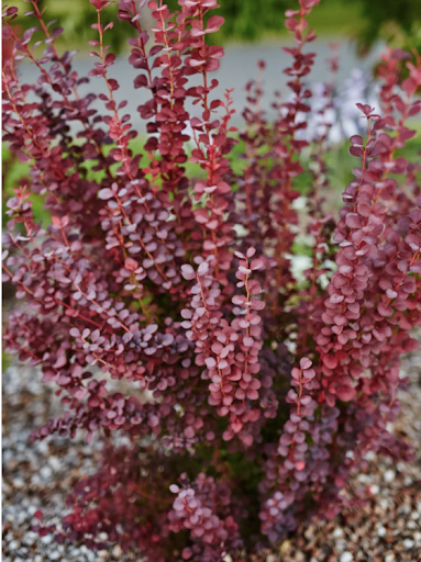 Using Barberry in Your Landscaping