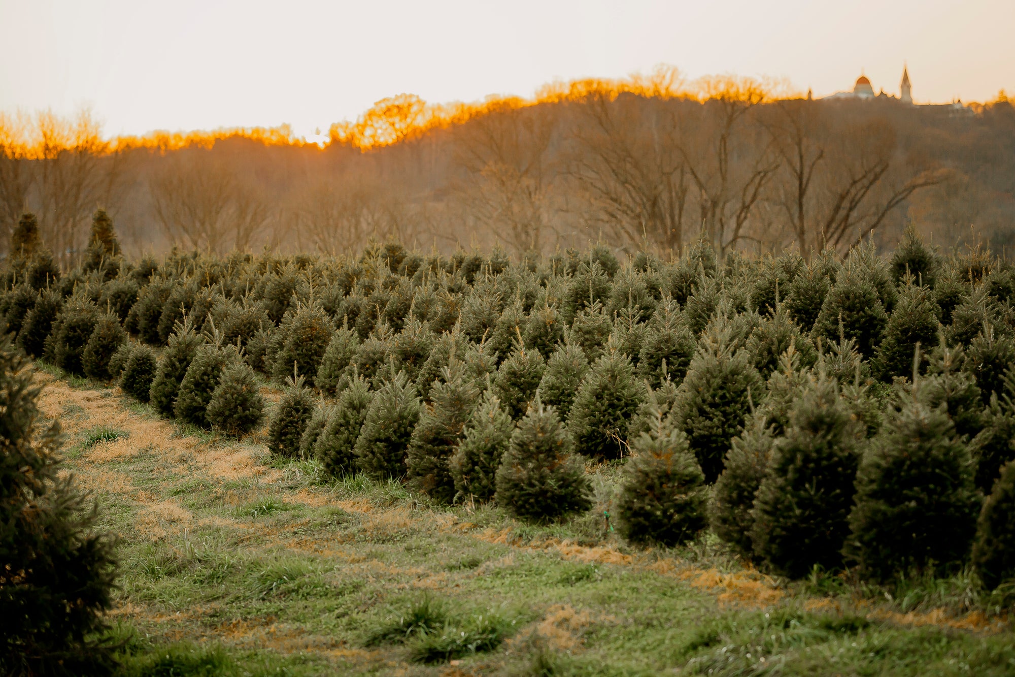 Get In the Christmas Spirit with Premium Evergreen Decorations from Providence Nursery