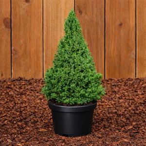 Alberta Spruce Dwarf