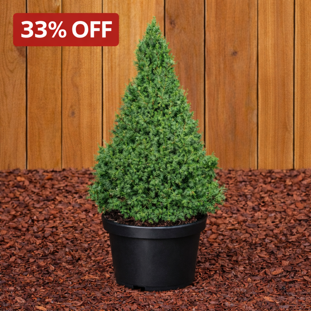 Alberta Spruce Dwarf