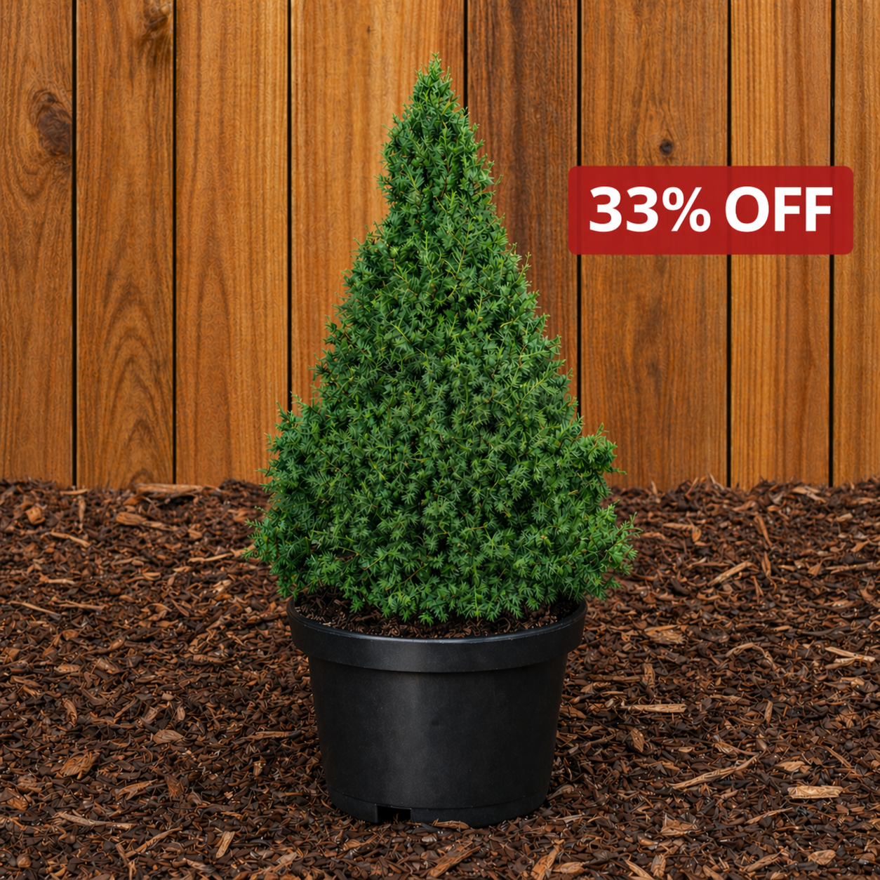 Alberta Spruce Dwarf