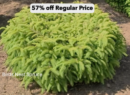 Birds Nest Spruce