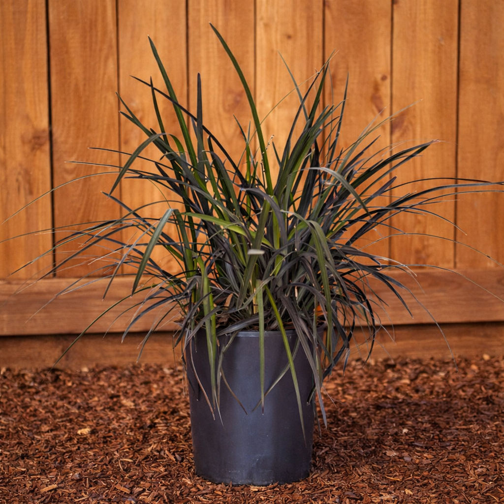 Grass Black Mondo