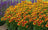 Helleborus x Ice N' Rose 'Pink Promise'