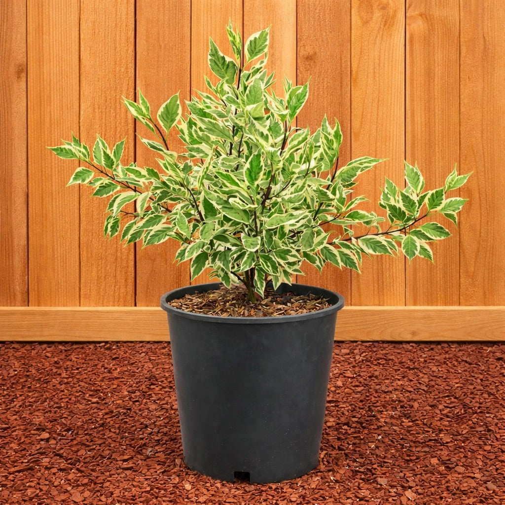 Dogwood Variegated