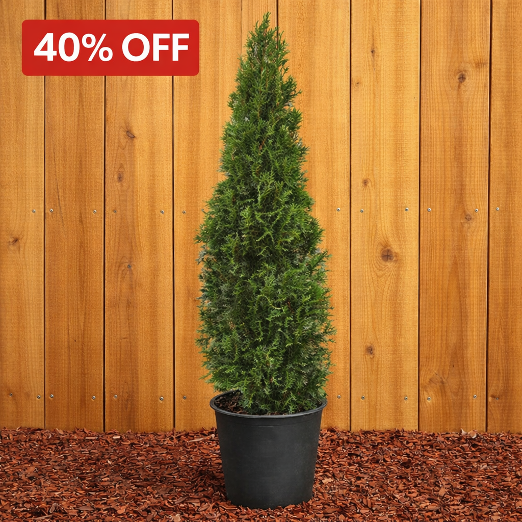 Arborvitae Emerald Green