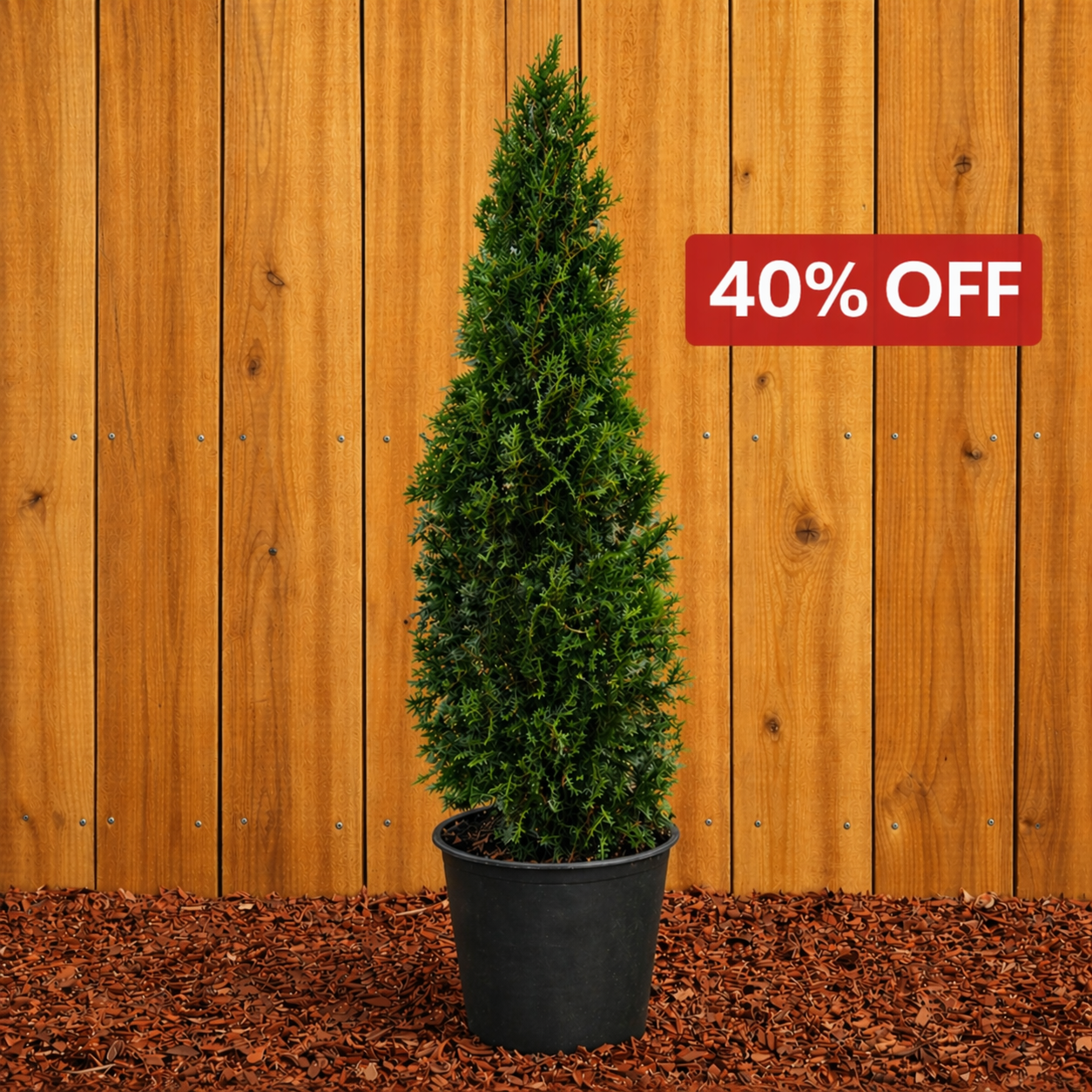 Arborvitae Emerald Green