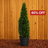 Arborvitae Emerald Green