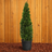 Arborvitae Emerald Green