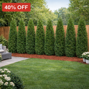 Arborvitae Emerald Green