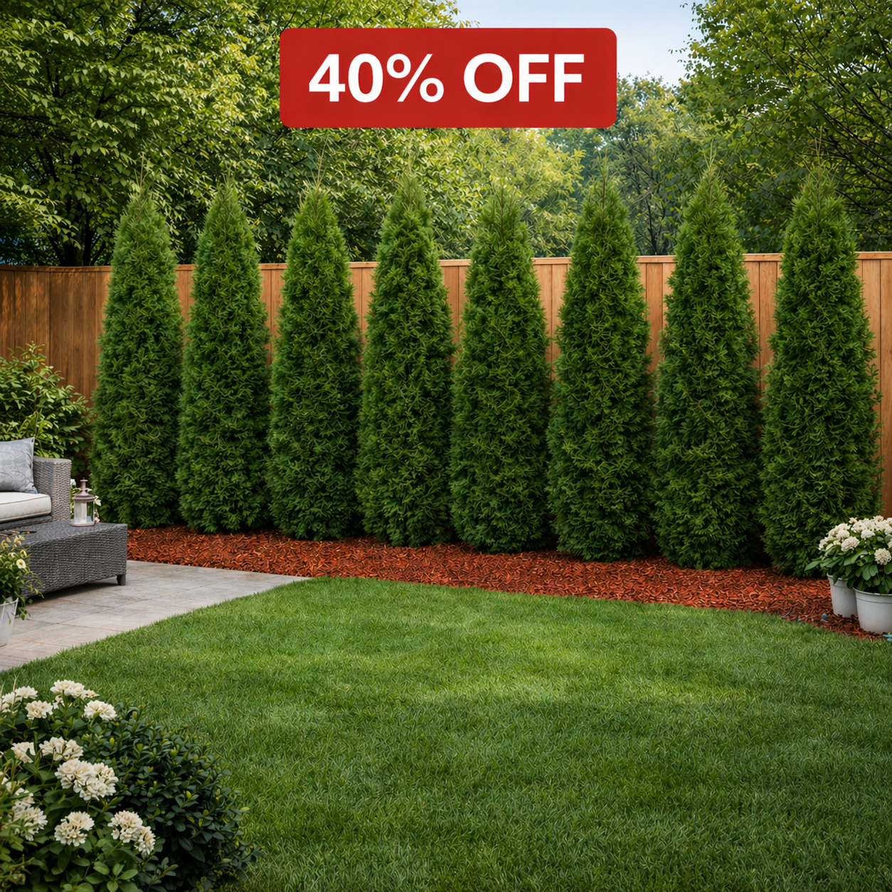 Arborvitae Emerald Green