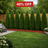 Arborvitae Emerald Green
