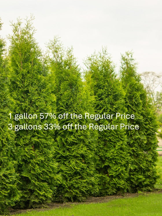 Arborvitae Emerald Green