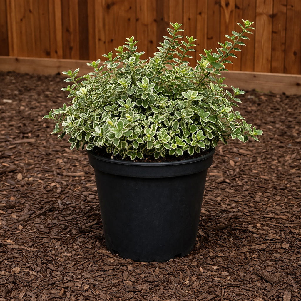 Euonymus Emerald Gaiety