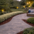 Euonymus Emerald Gaiety