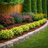 Euonymus Emerald 'n Gold