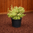 Euonymus Emerald 'n Gold