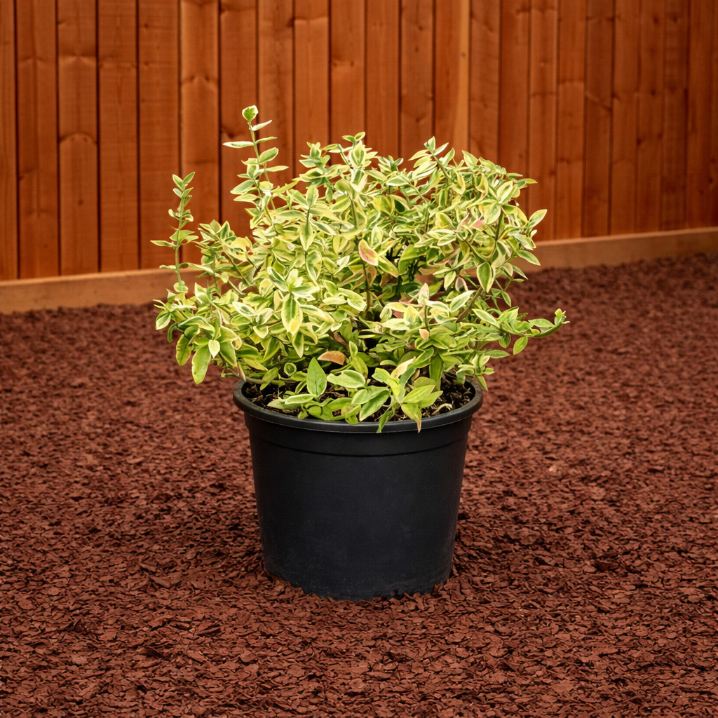 Euonymus Emerald 'n Gold