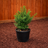 Boxwood Green Mountain