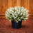 Heather Mediterranean White