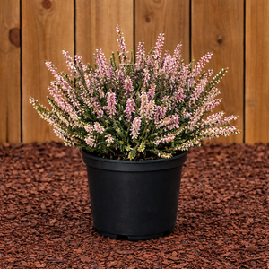 Heather Mediterranean Pink