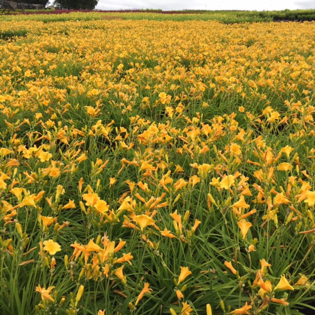 Stella de Oro Daylily