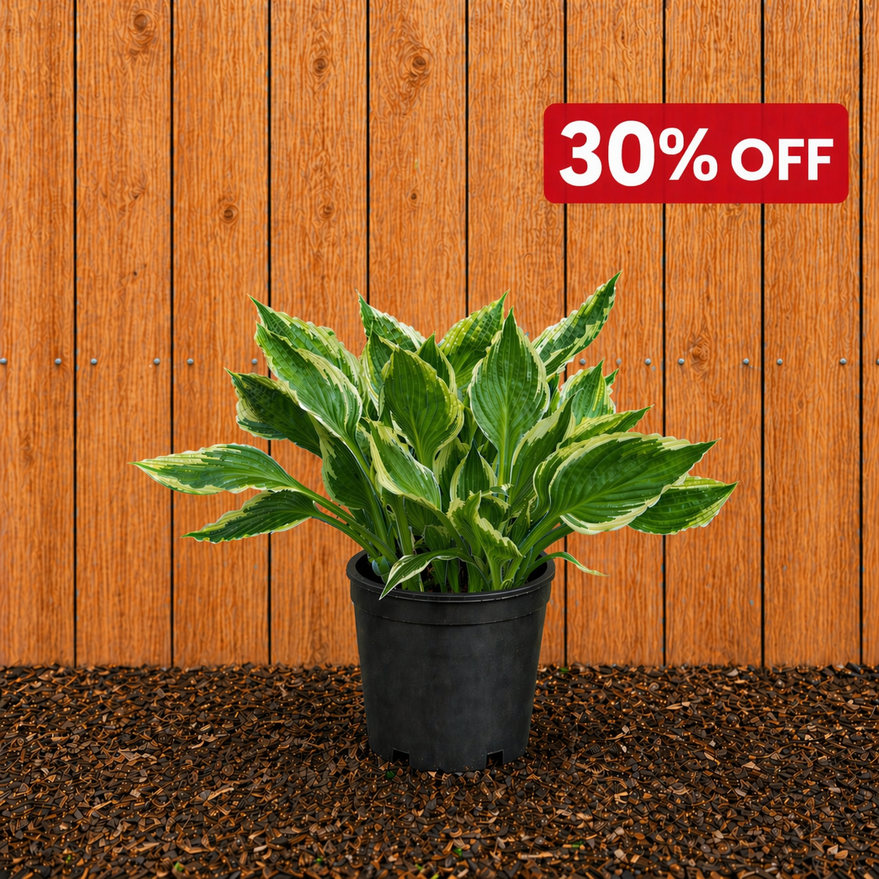 Hosta Albo Marginata