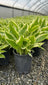 Hosta Albo Marginata