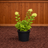 Hydrangea Limelight