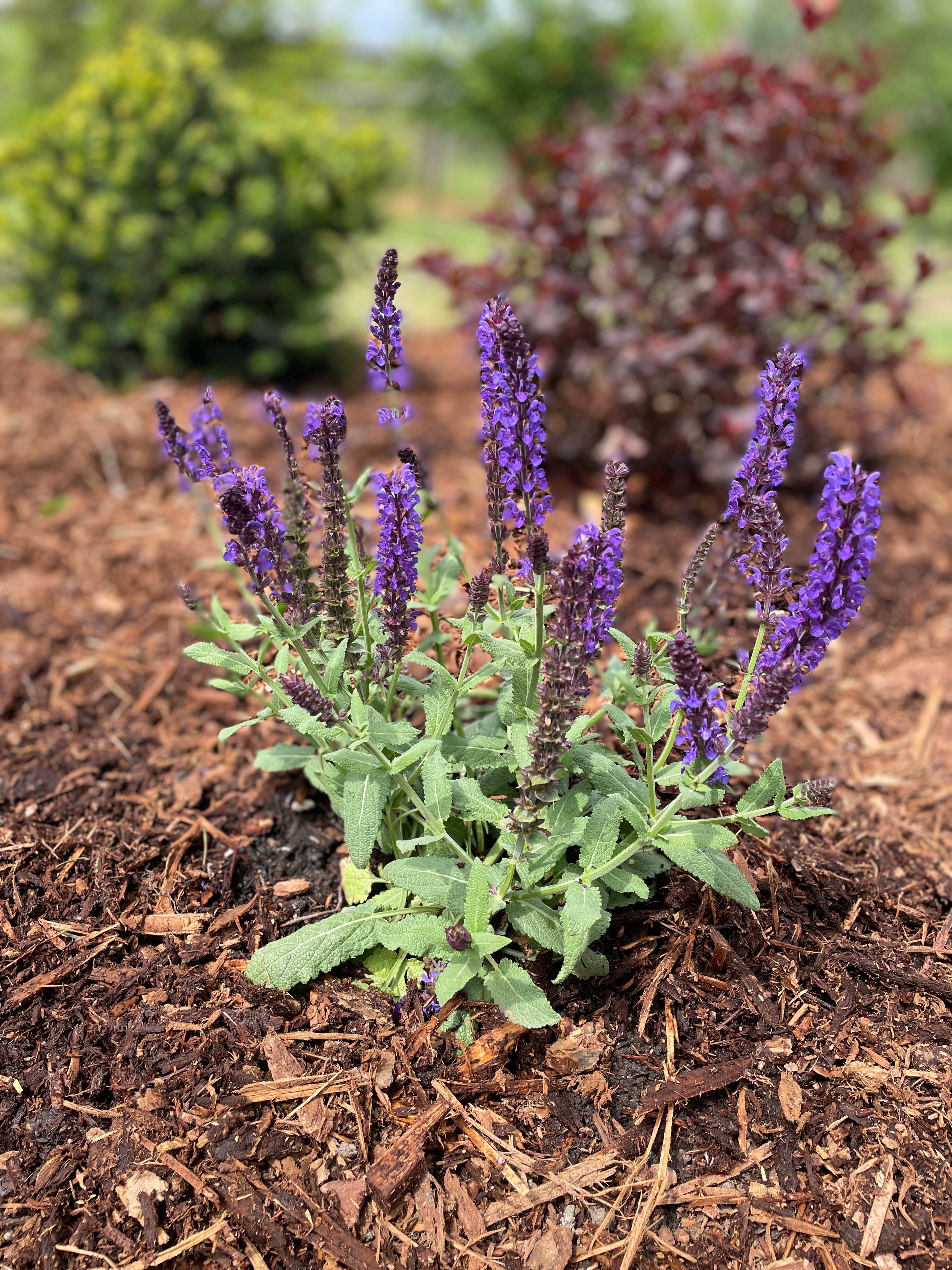 Salvia nemorosa 'Lyrical Blue'