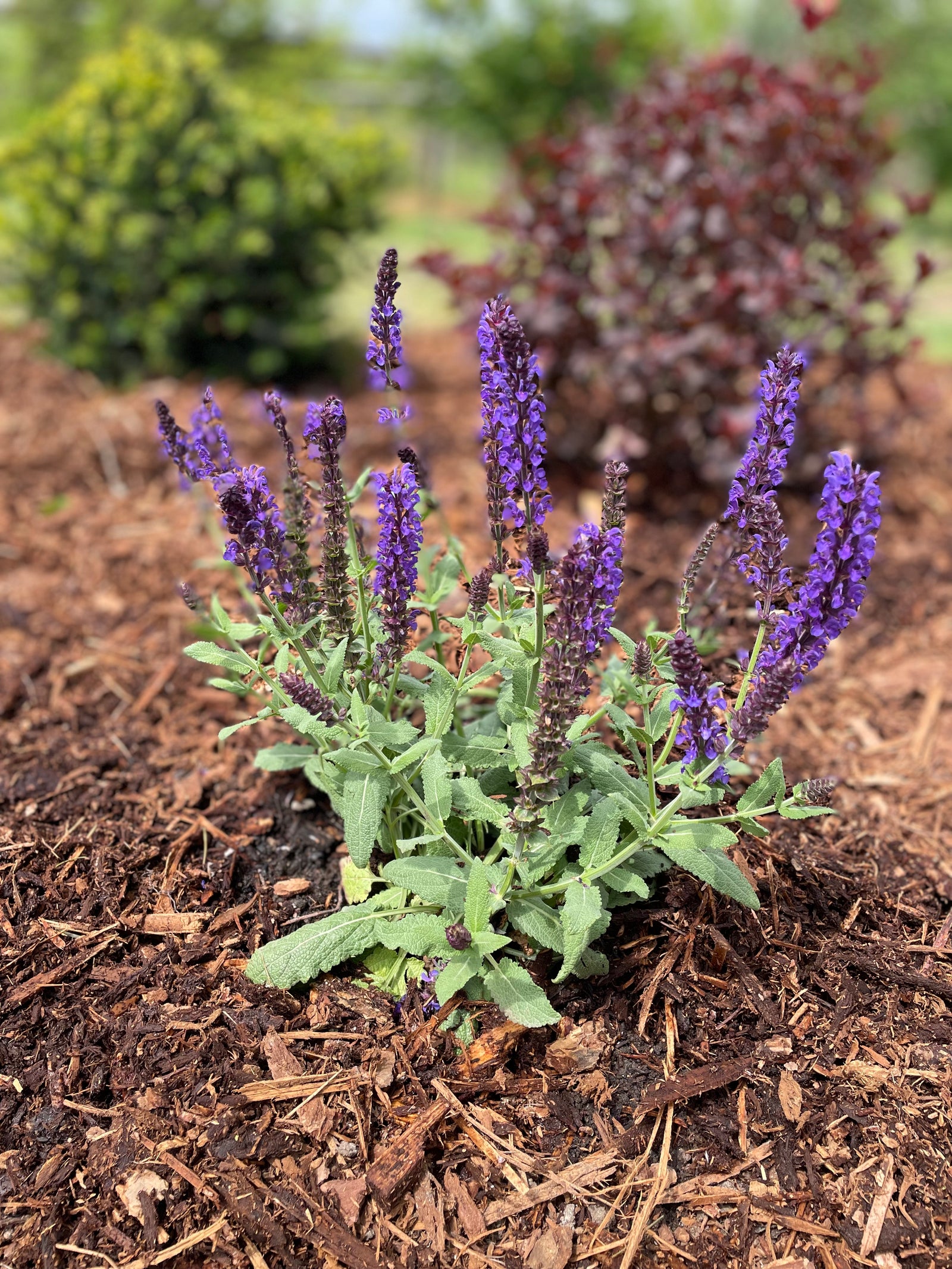 Salvia nemorosa 'Lyrical Blue' (1 gal - 3 Pack)