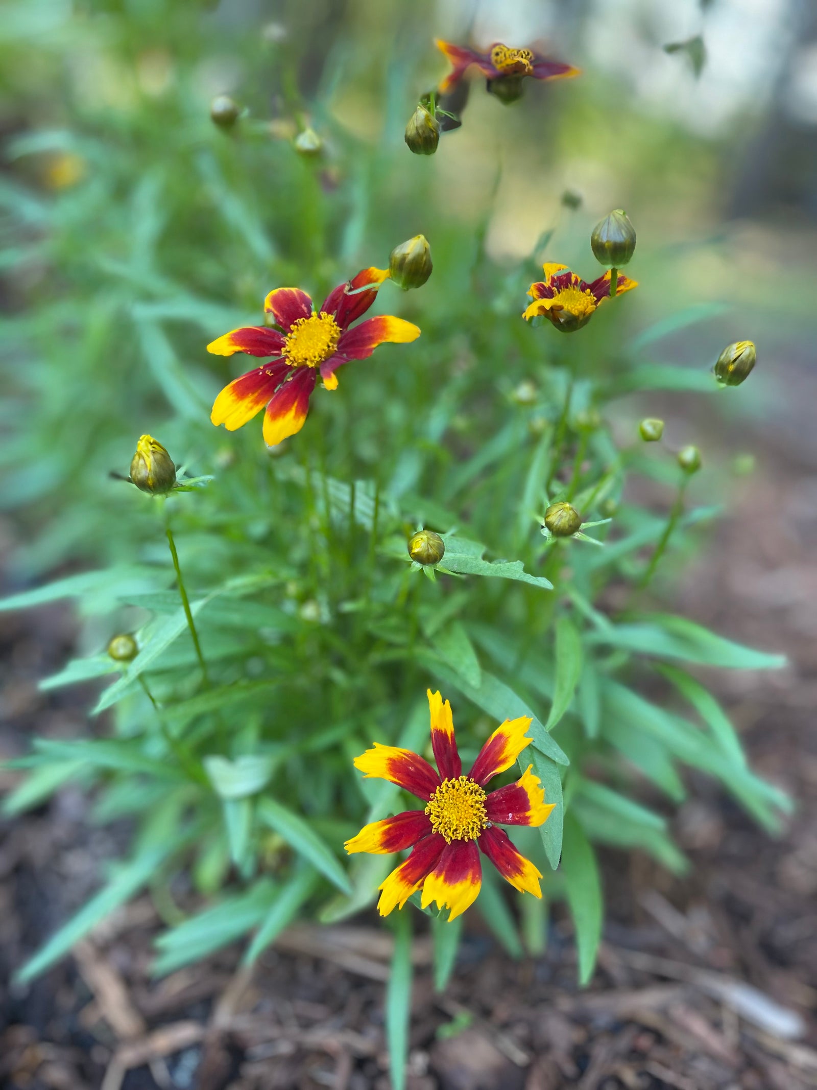 Coreopsis Gold & Bronze (1 gal - 3 Pack)
