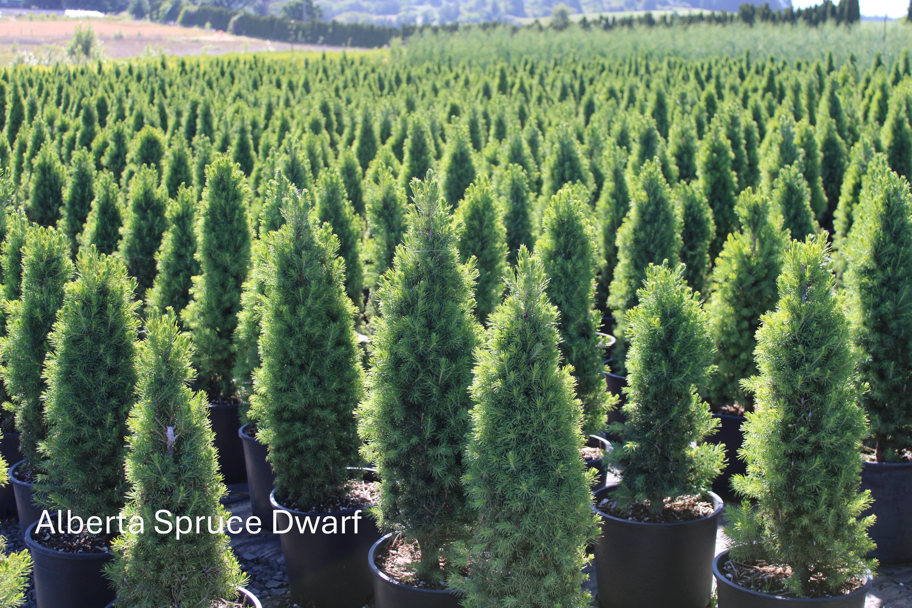 Alberta Spruce Dwarf