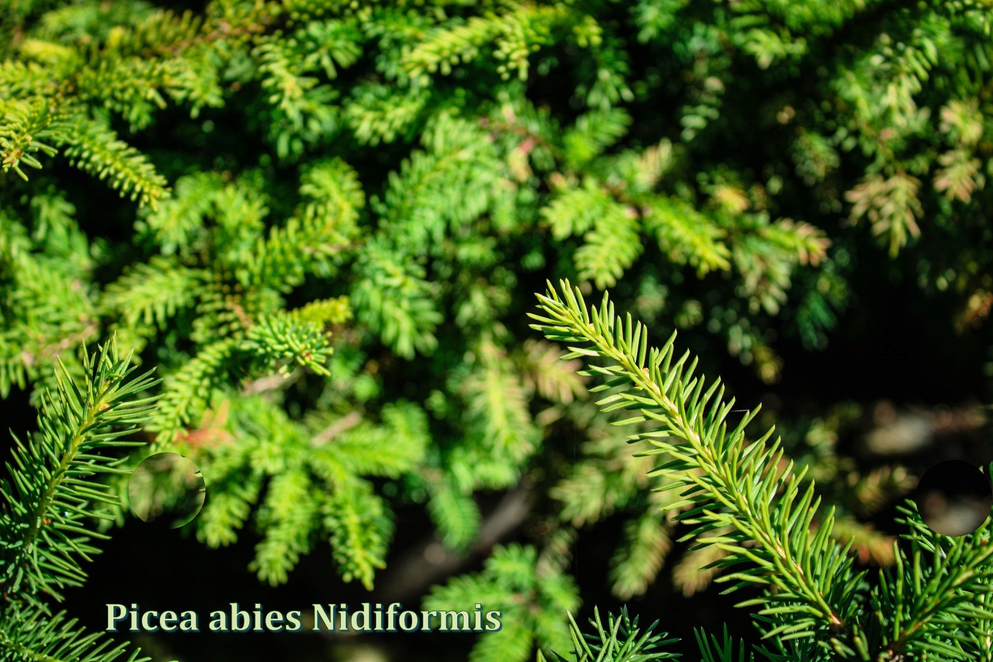 Birds Nest Spruce