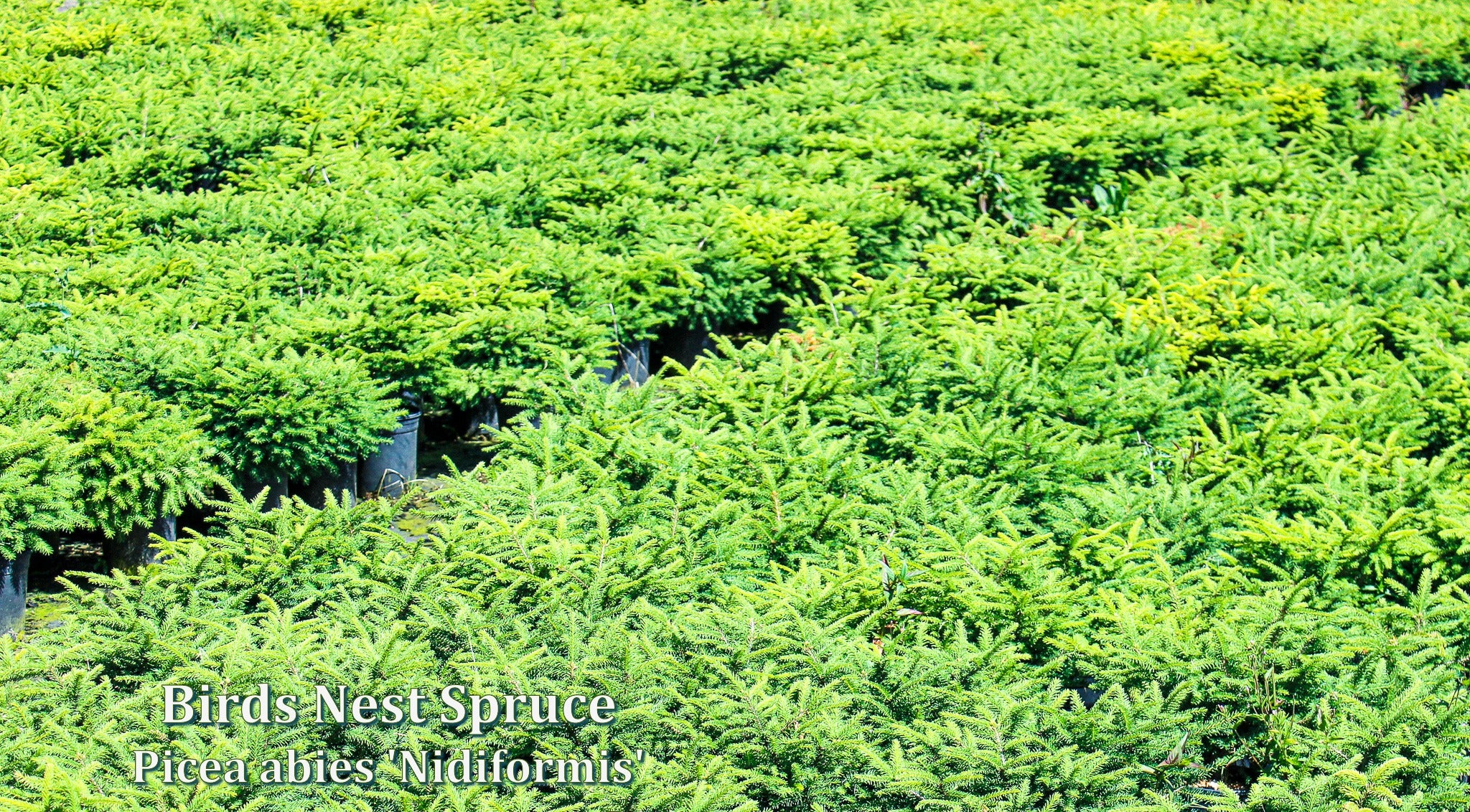 Birds Nest Spruce