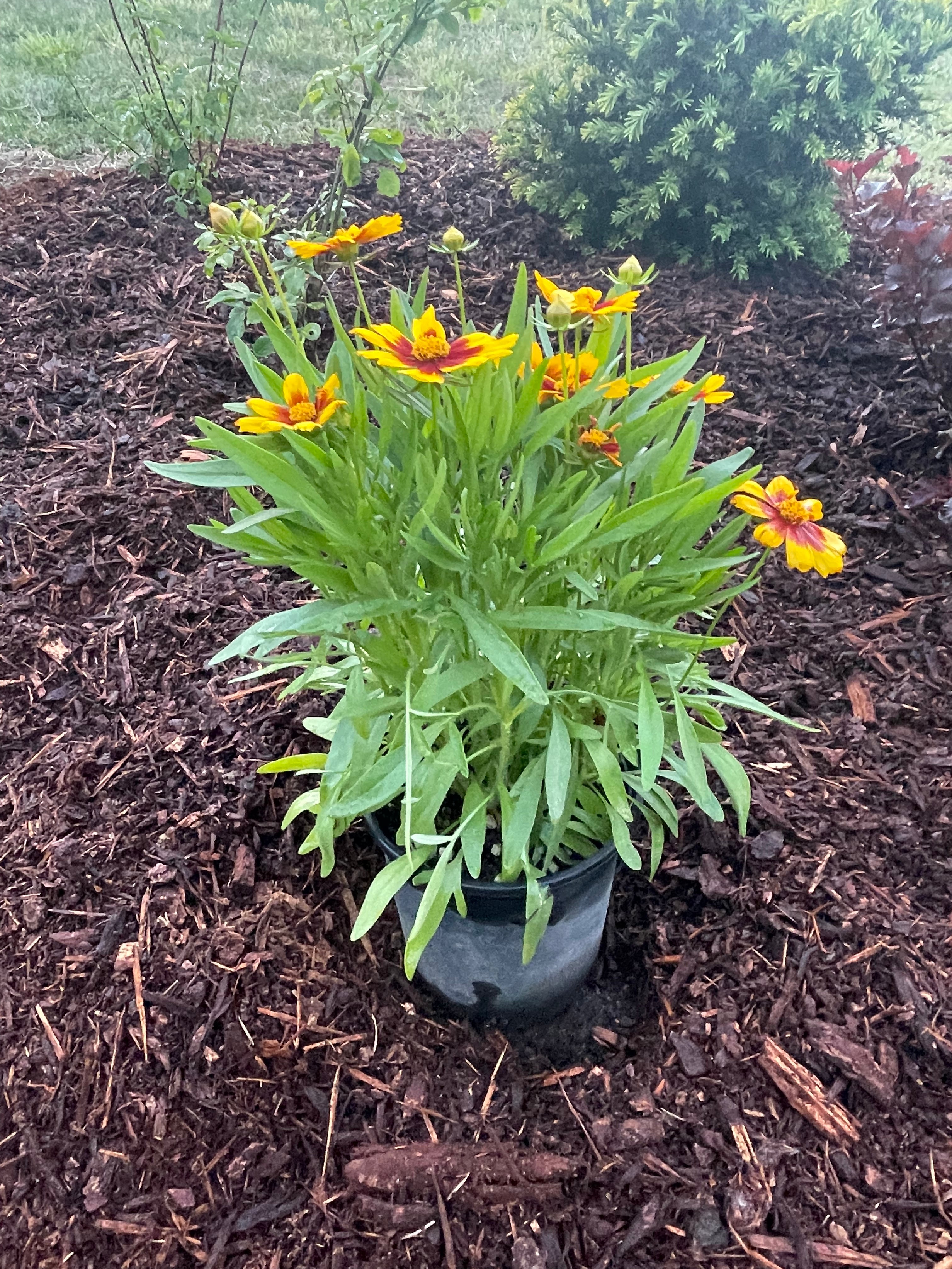 Coreopsis Gold & Bronze