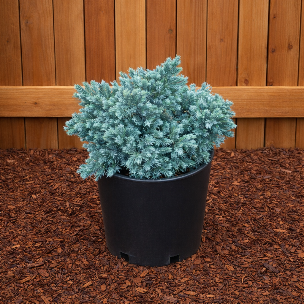 Juniper Blue Star