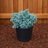 Juniper Blue Star