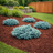 Juniper Blue Star