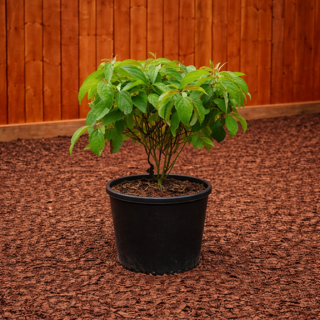 Dogwood Kelseyi