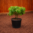Dogwood Kelseyi