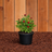 Petite Knock Out® Rose