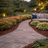 Nandina Gulf Stream