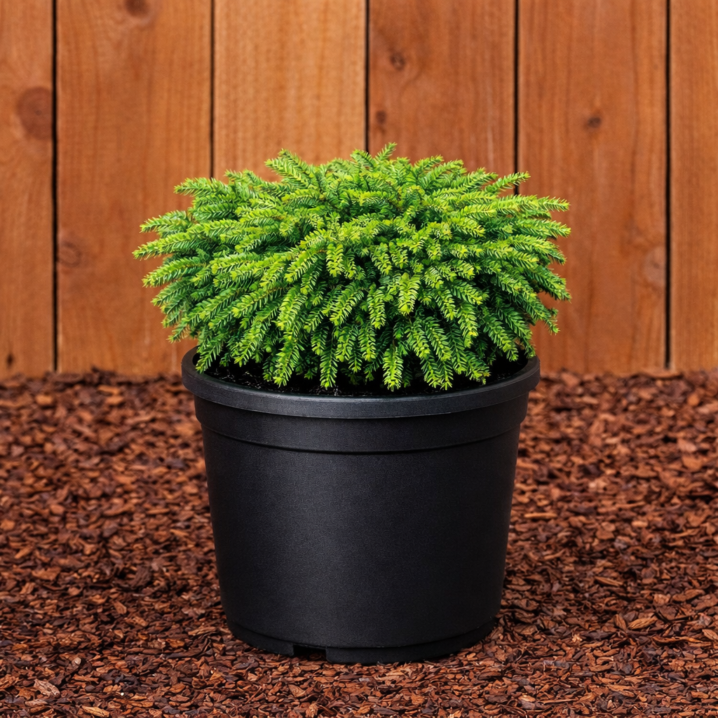 Birds Nest Spruce