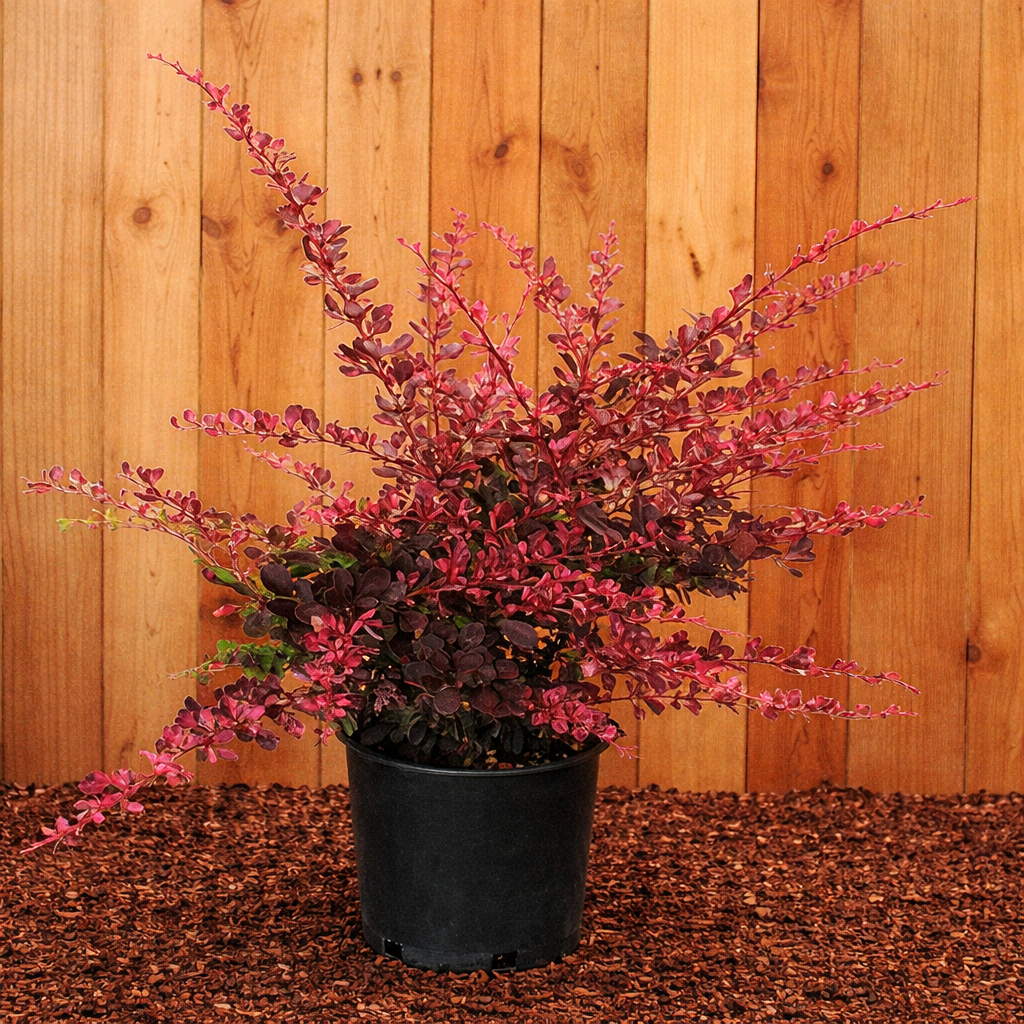 Barberry Rose Glow
