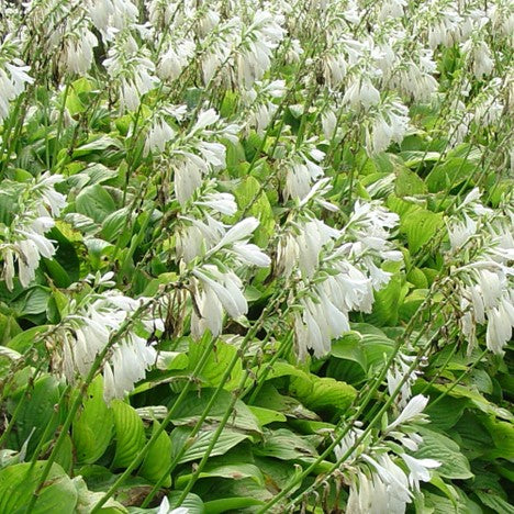 Hosta Royal Standard