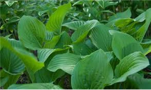 Hosta Royal Standard