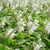 Hosta Royal Standard (1 gal 3 pack) for $19.99